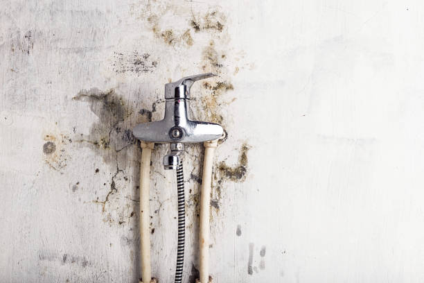 Maysville, KY Mold Removal Company