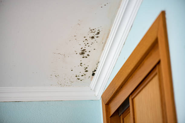 Home Mold Removal in Maysville, KY